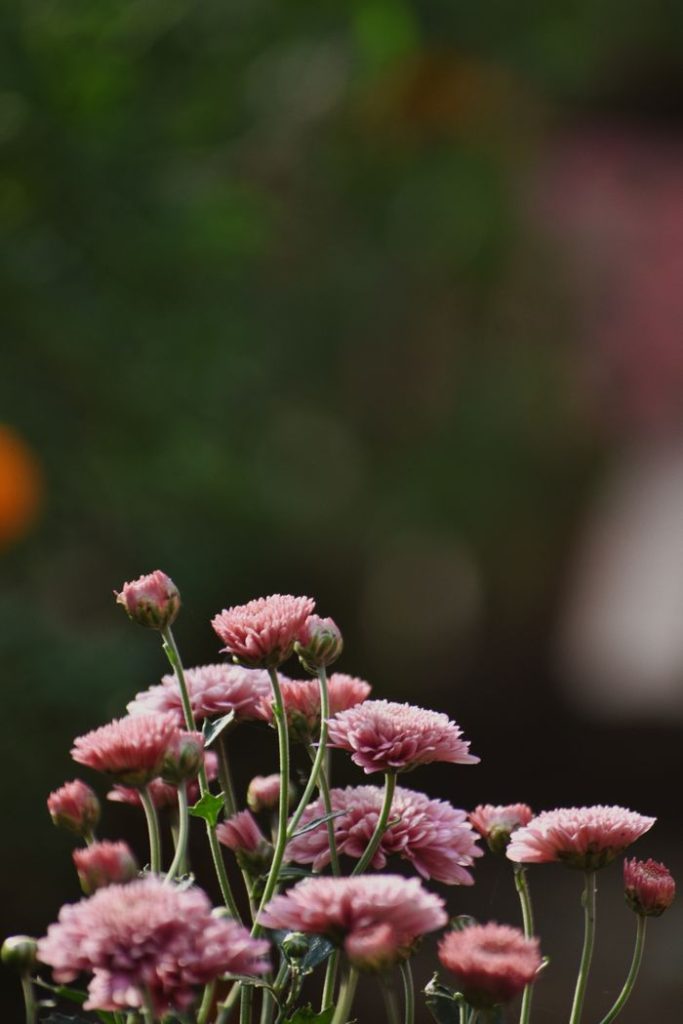 Vibrant pink chrysanthemums blossoming in an outdoor garden setting.